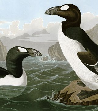 Great Auk from the Exhibit, John James Audubon and Extinction